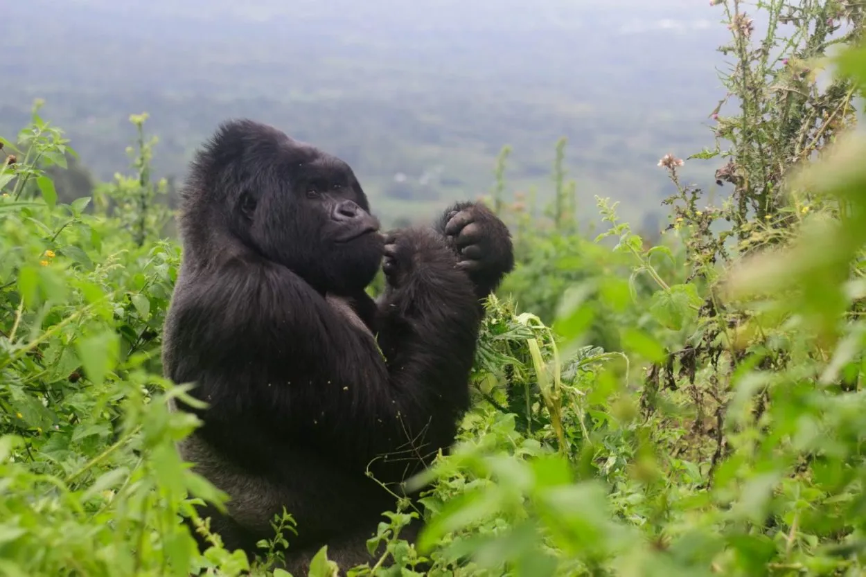 Gorilla trekker walking through rainforest trail protected from insect bites safely.
