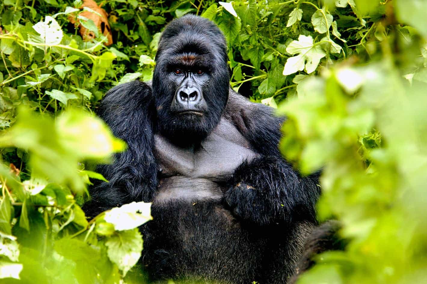Gorilla trekker wearing protective clothing walking through dense rainforest vegetation safely.