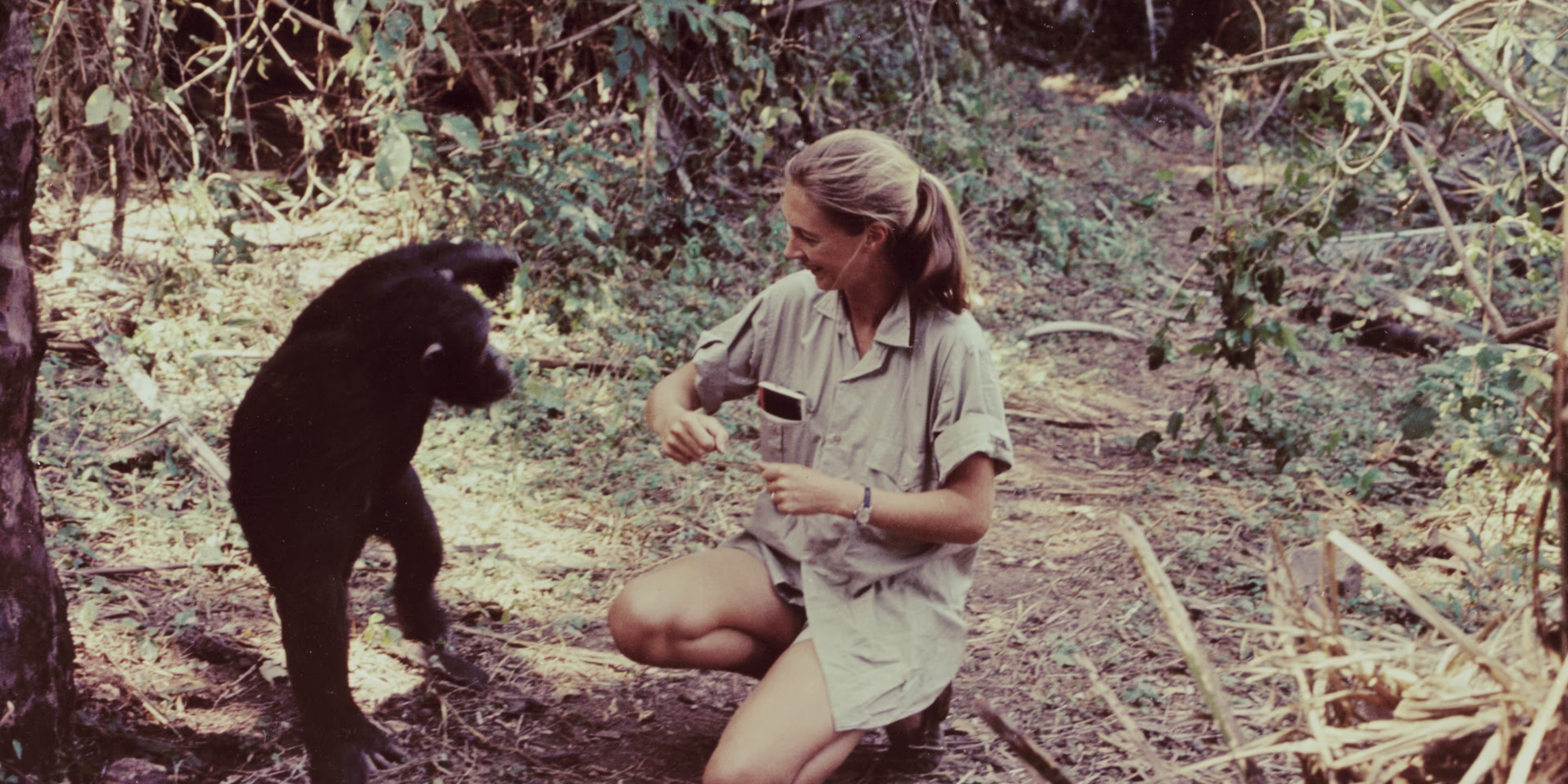Jane Goodall observing wild chimpanzees in Gombe Stream National Park forest Tanzania
