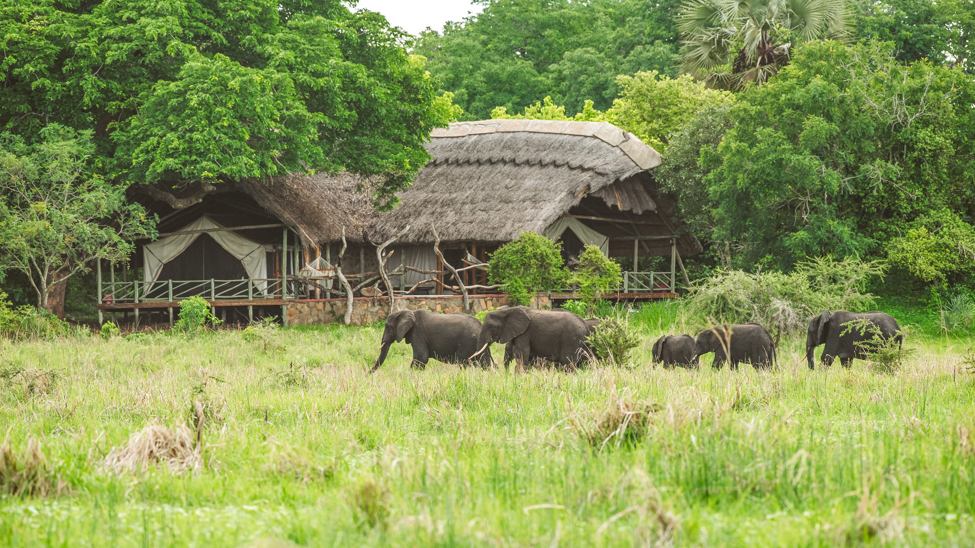 Elephants crossing Katavi National Park floodplains during a peaceful morning safari in Tanzania.