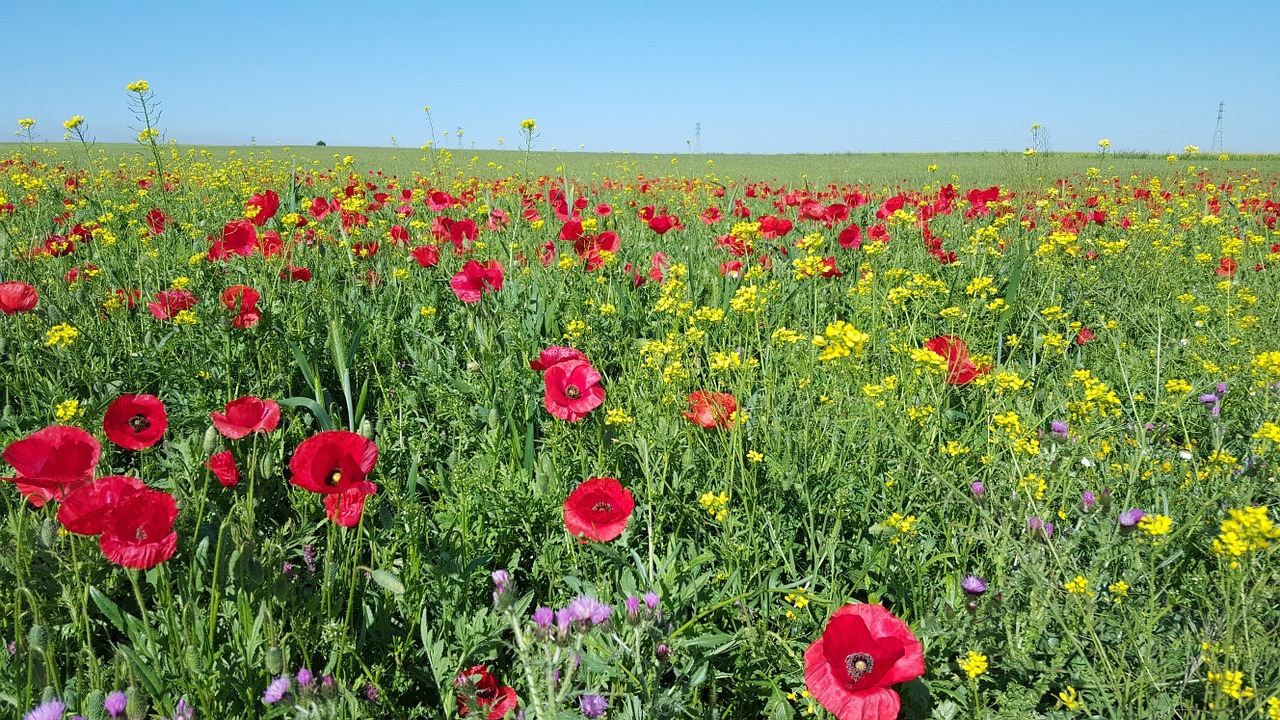 Colorful wildflowers blanket Kitulo Plateau beneath clear skies in Tanzania's scenic southern highlands.