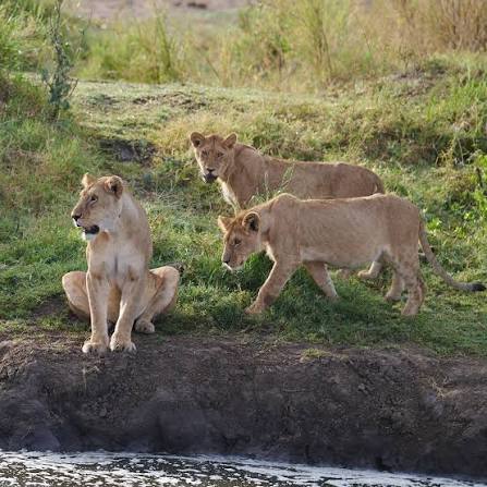 Lion resting atop ancient Serengeti kopjes overlooking vast golden savanna during sunrise light beautifully.