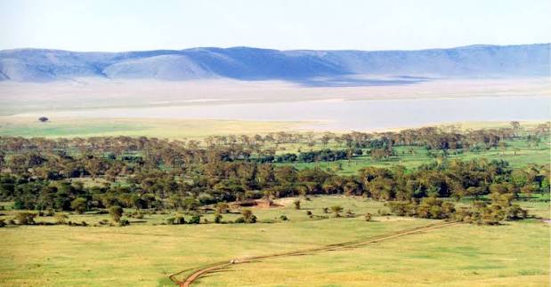 Scenic Loliondo savannah with acacia trees beneath clear blue skies during sunrise safari.