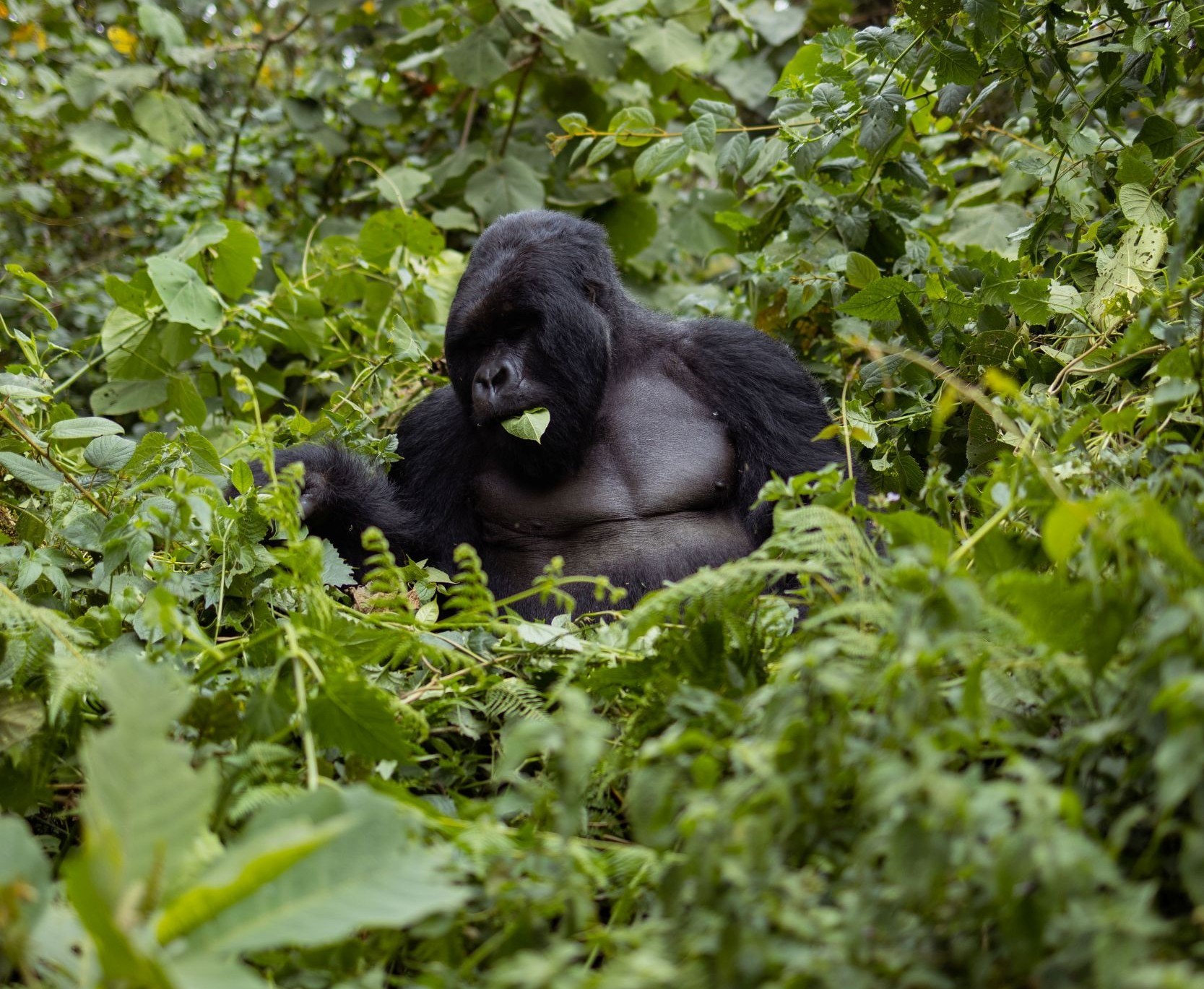 Gorilla trekker walking through Bwindi forest wearing protective outdoor clothing.