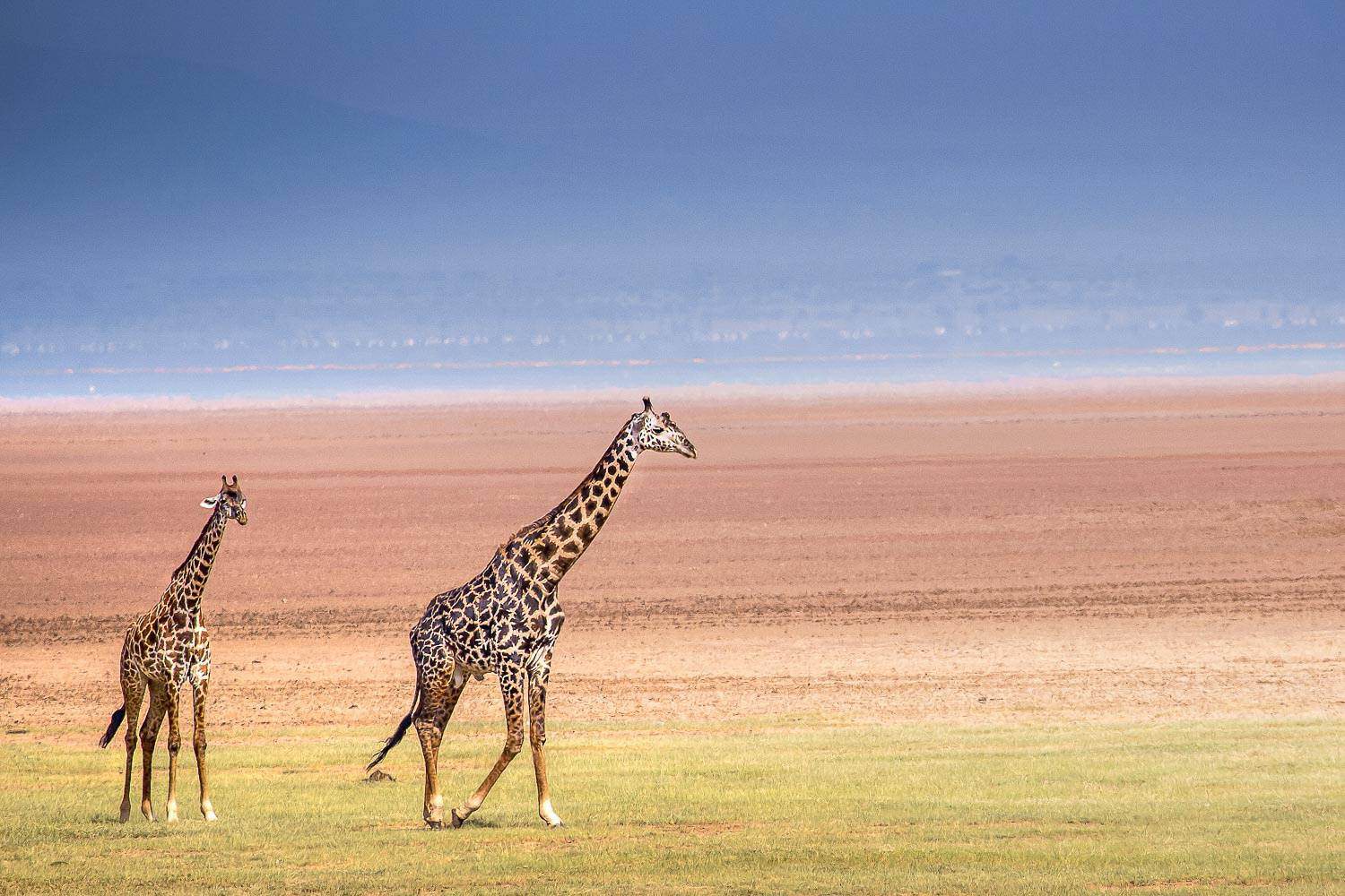 Manyara giraffes grazing peacefully beneath towering acacia trees during a sunny safari afternoon today