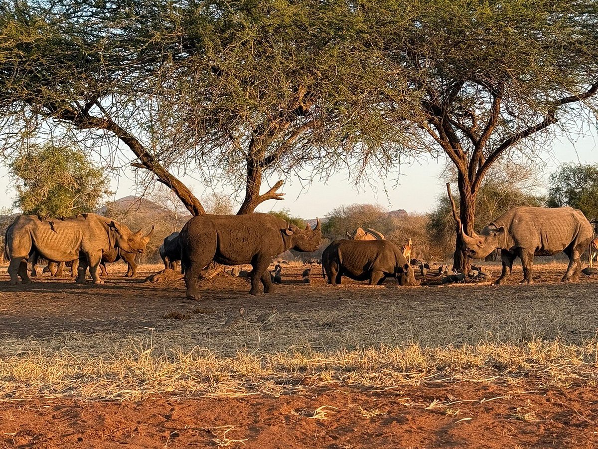 Black rhino grazing peacefully inside Mkomazi National Park during an early morning safari.