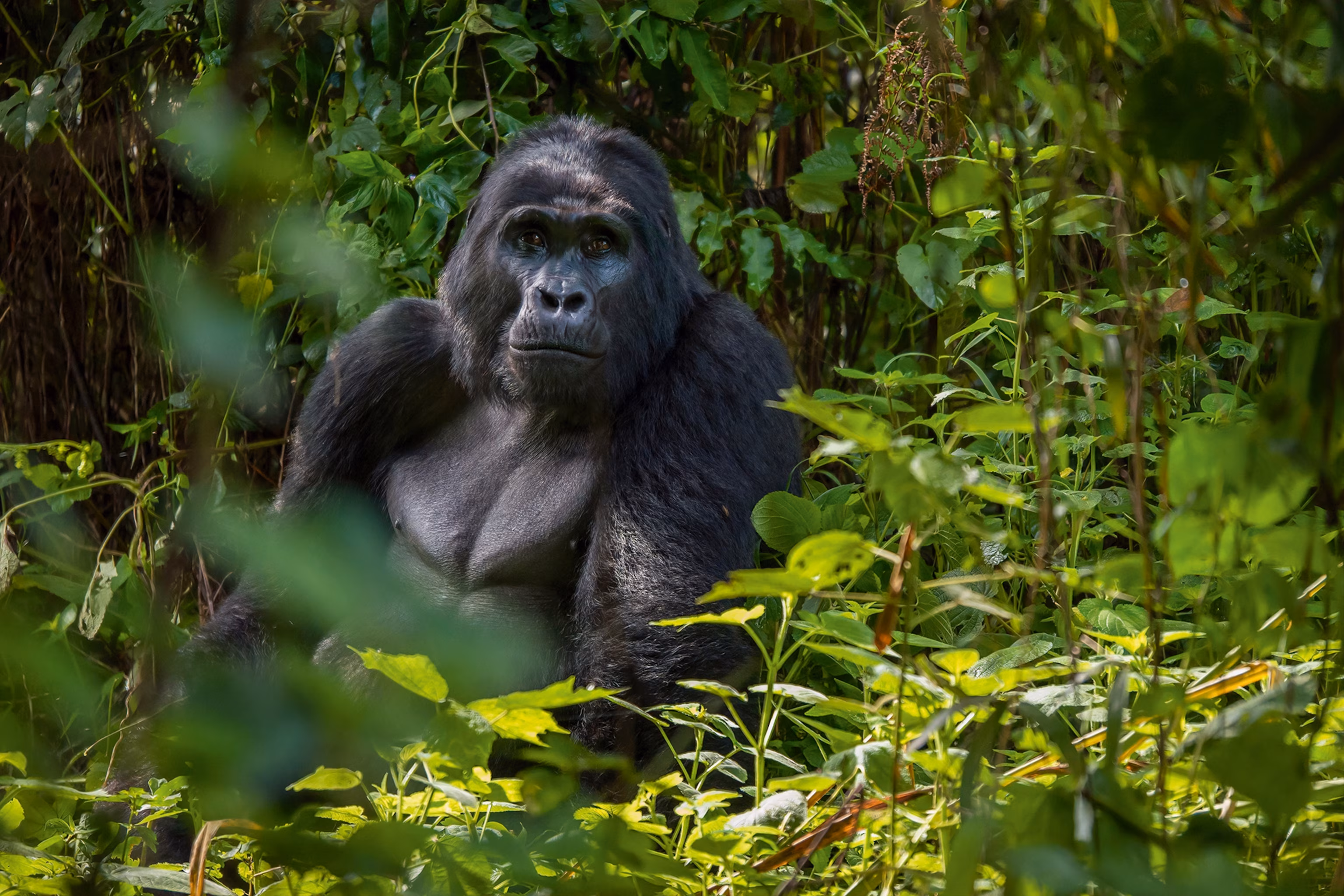 Gorilla trekker viewing mountain gorillas with Uganda safari wildlife nearby today.