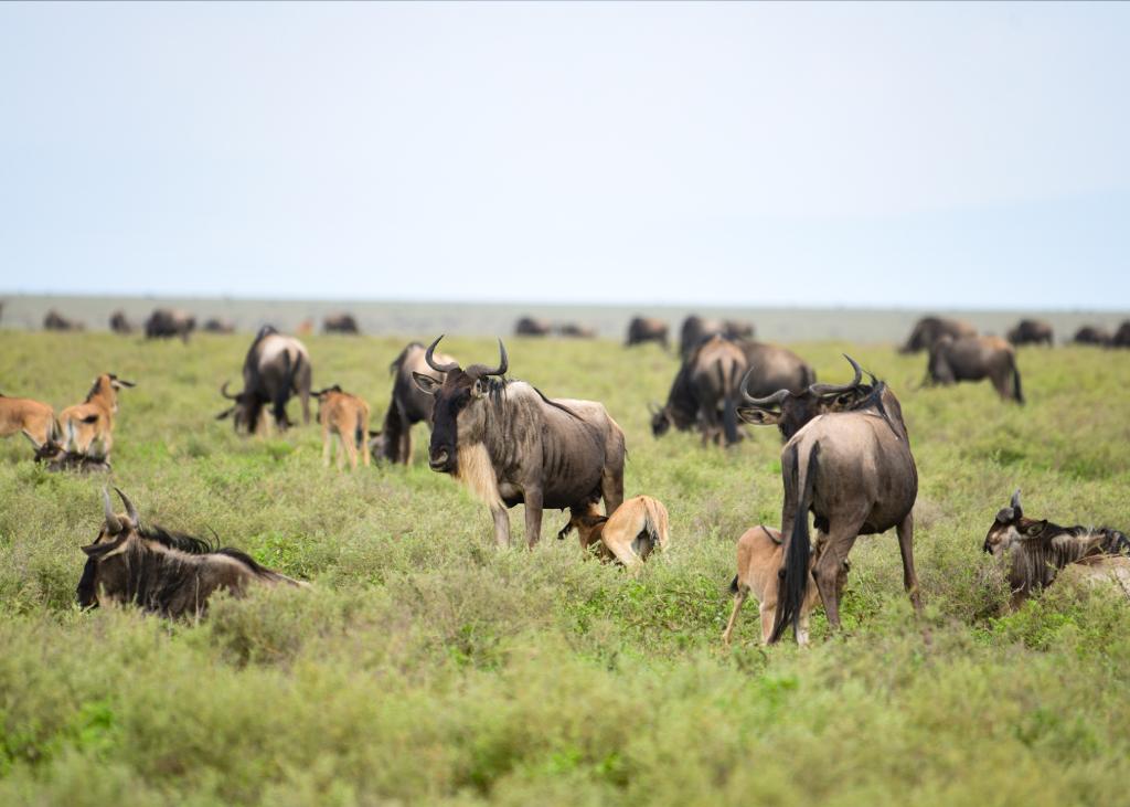 Newborn wildebeest calves following mothers across Ndutu grasslands during Tanzania's annual calving season migration