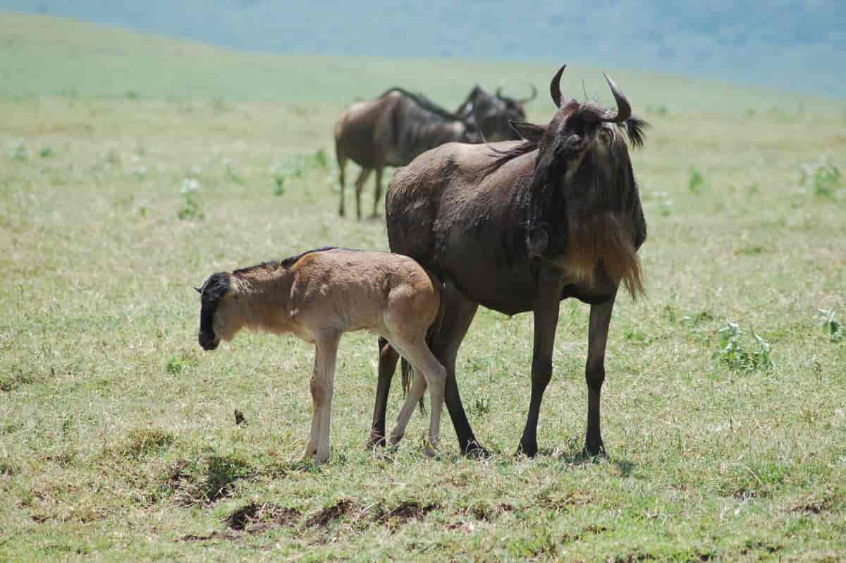 Wildebeest mothers protecting newborn calves on lush Ndutu plains during Tanzania's calving season together