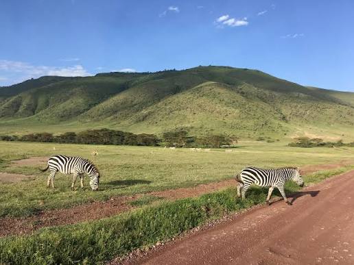 Ngorongoro Crater panoramic rim overlooking wildlife grazing across the crater floor at sunrise today