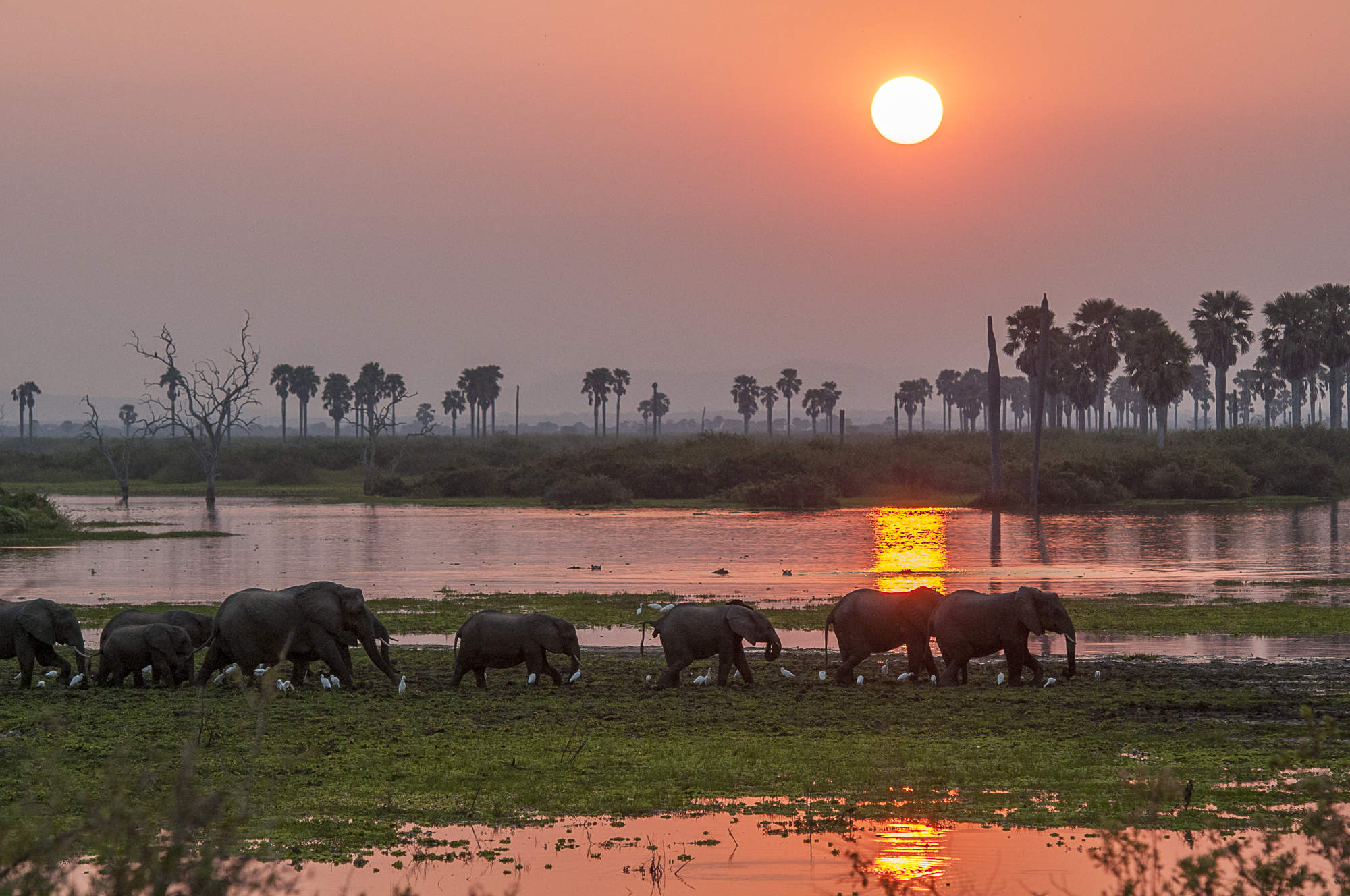 Safari vehicle watching elephants crossing grasslands in Nyerere National Park during sunrise