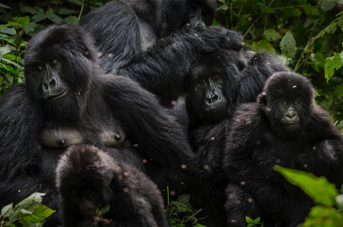 Habituated mountain gorilla family feeding among dense vegetation in Volcanoes Park.
