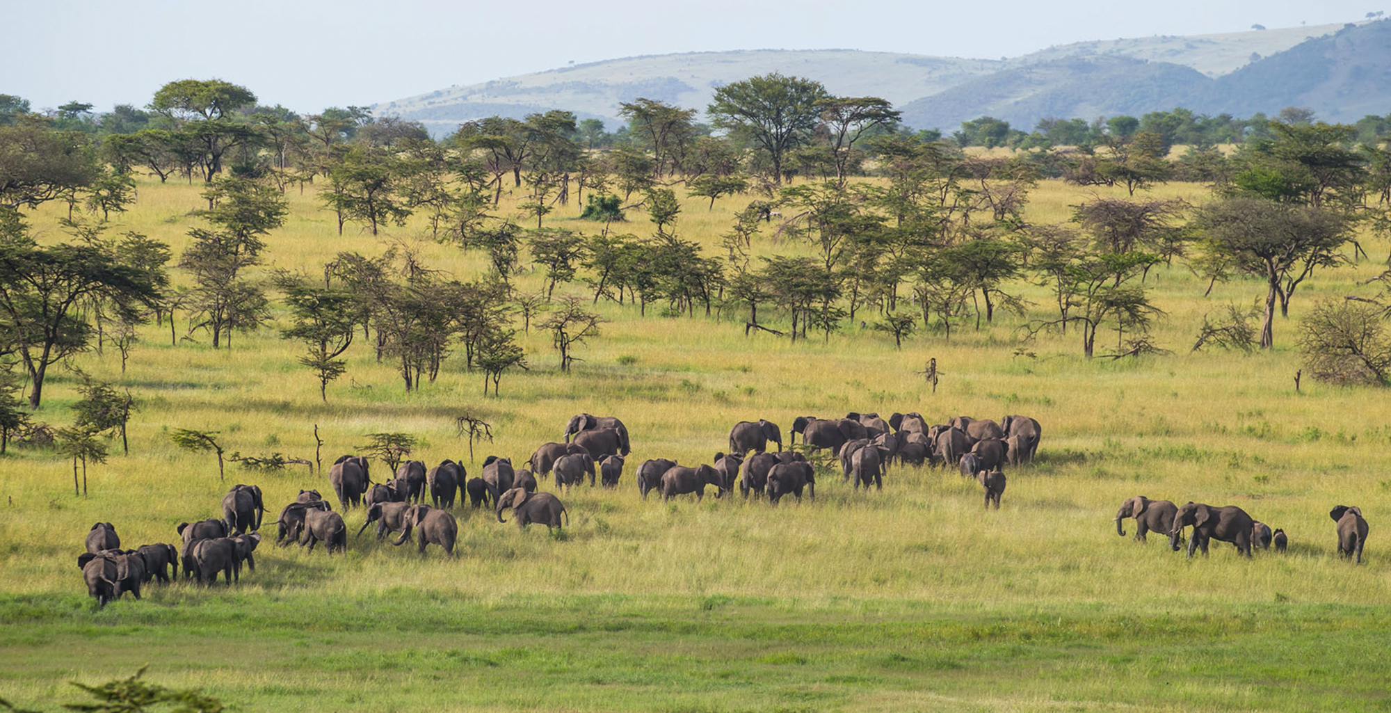 Elephants walking across Loliondo grasslands beneath golden morning light with distant hills visible.