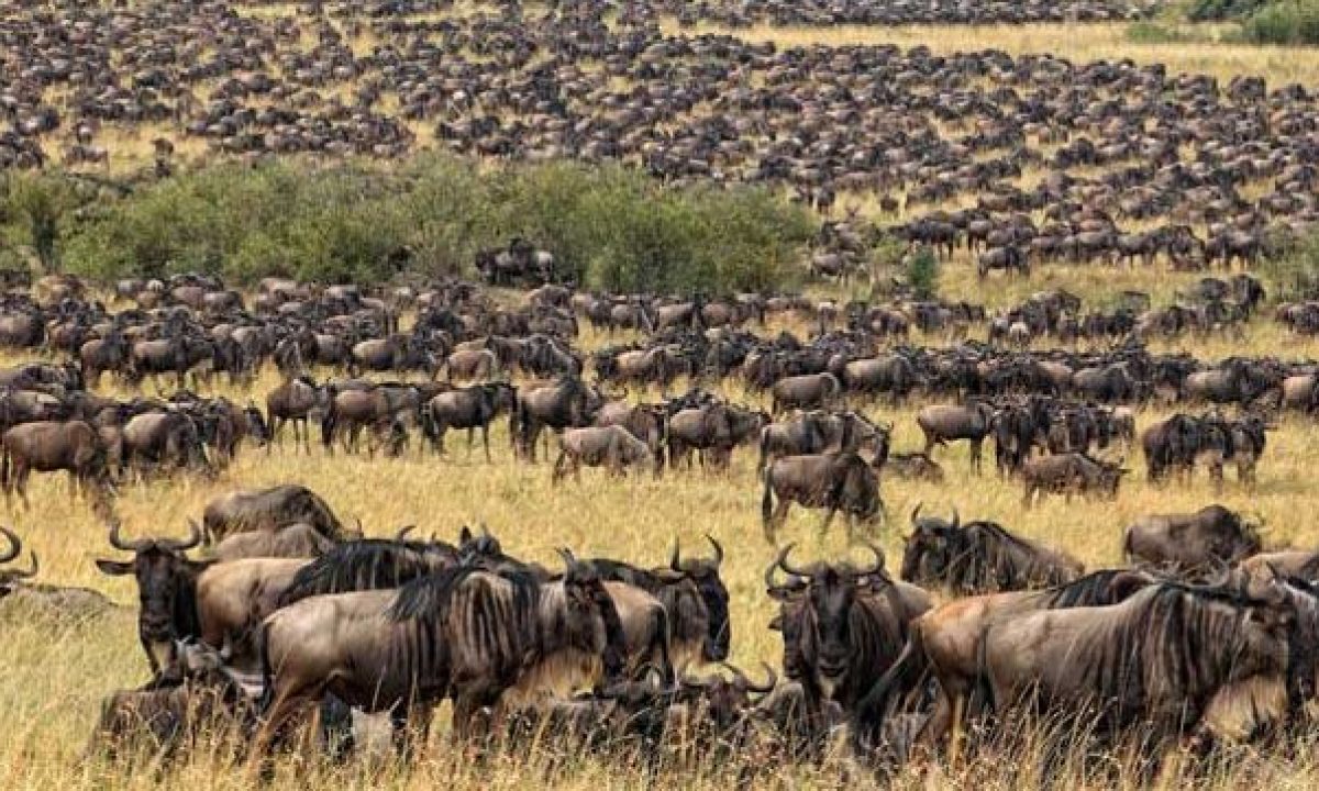 Wildebeest migration crossing Serengeti plains during annual wildlife safari in Tanzania's dry season.