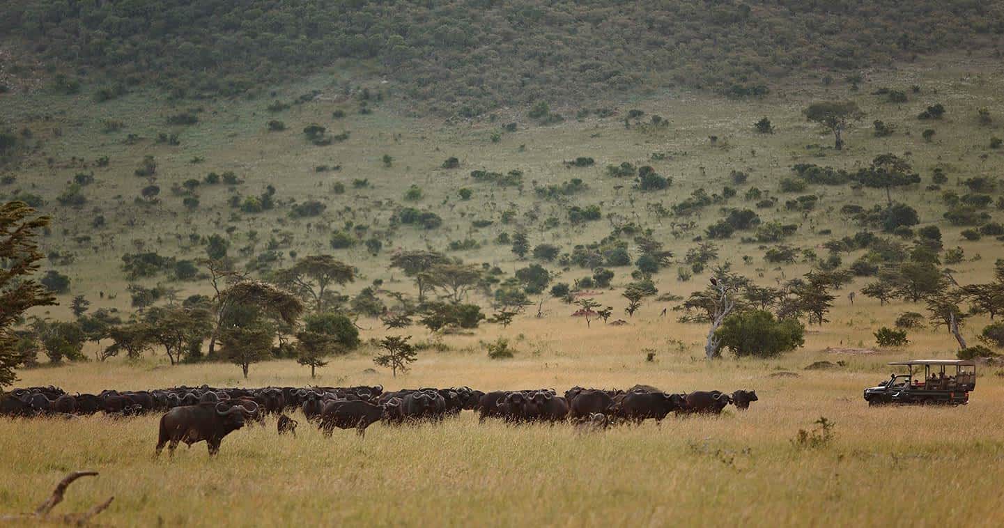 Wildebeest herds crossing Mara River surrounded by crocodiles during annual Serengeti migration season