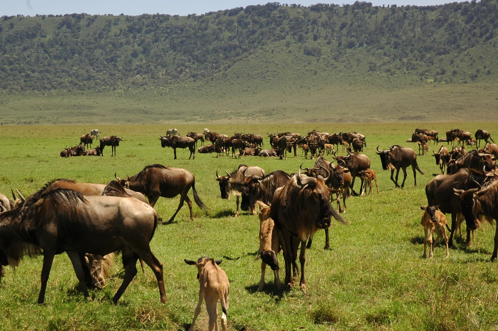 11 Days Tarangire to Lake Manyara to Ngorongoro to Serengeti Wildlife Highlights