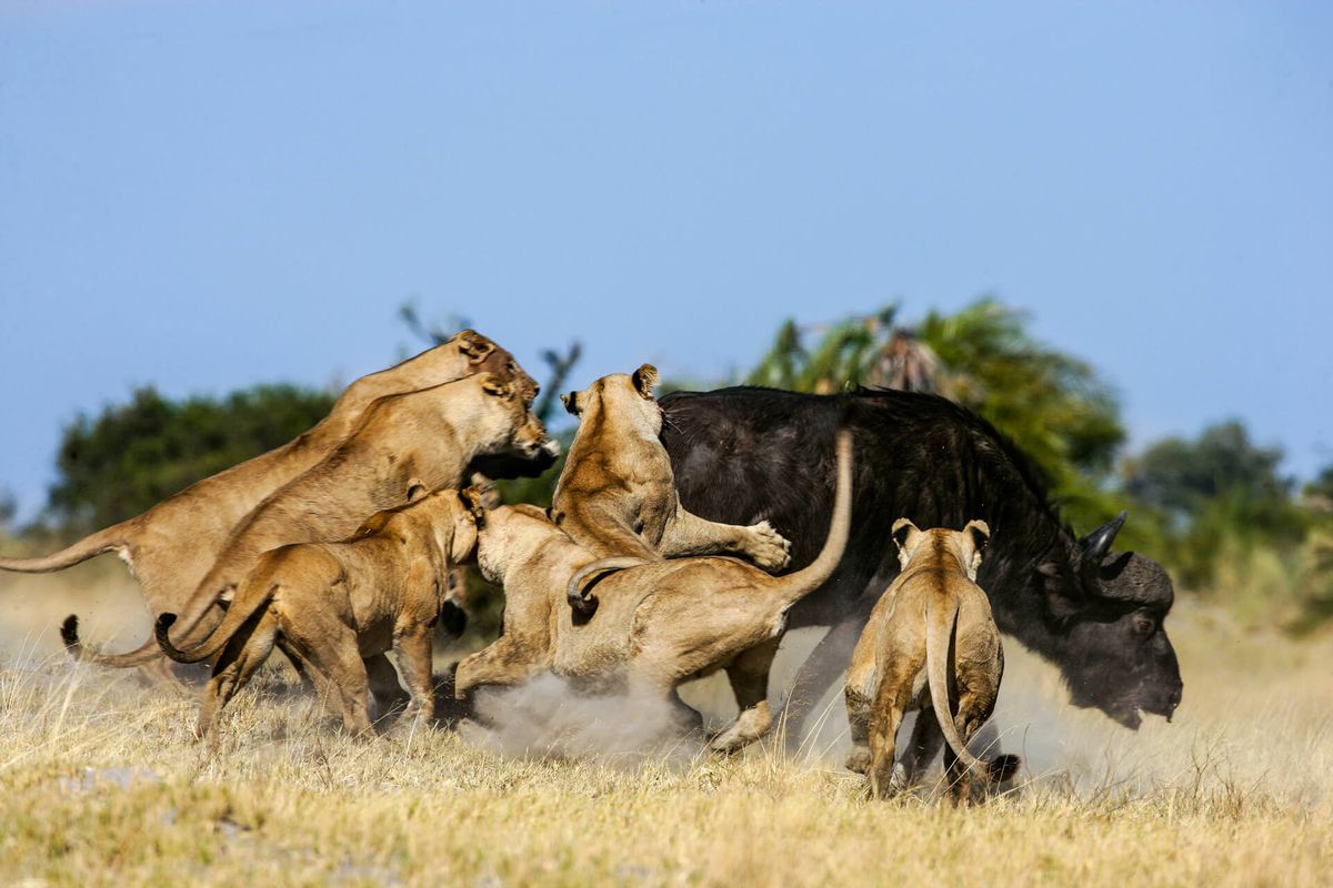 Tanzania's Southern Circuit: Ruaha Selous and Mikumi Compared