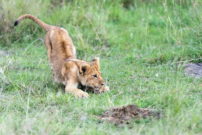 Lion pride resting on rocky kopje overlooking Serengeti Central Zone during early morning safari adventure.