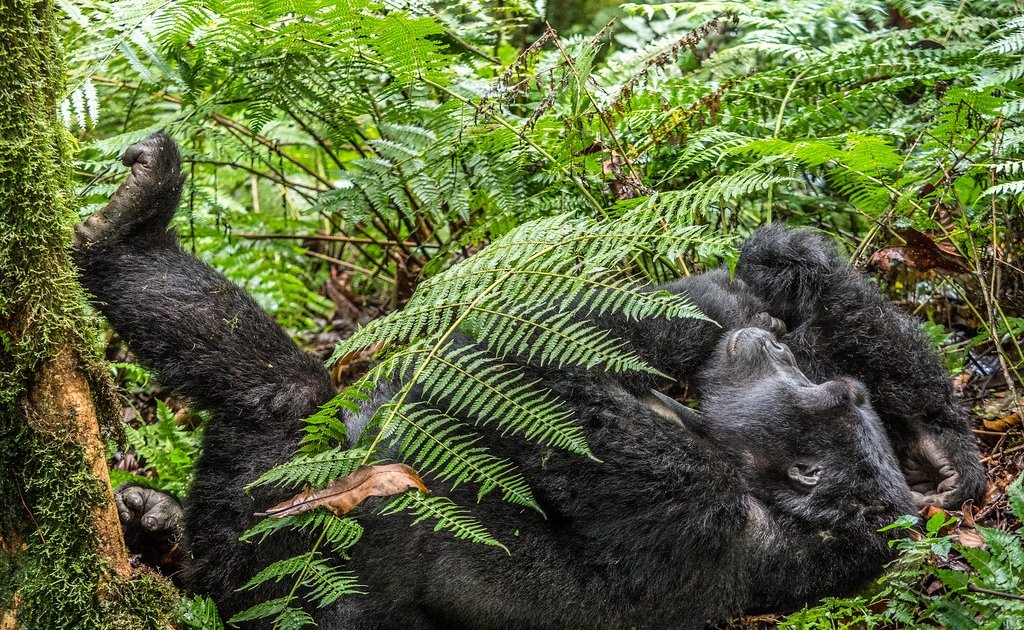 Gorilla trekkers hiking through Bwindi sectors with mountain gorilla encounter ahead.