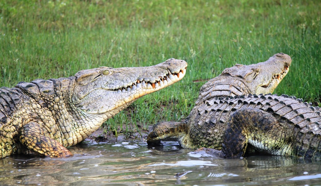 Wildebeest crossing Grumeti River as giant crocodiles wait beneath muddy waters during migration.