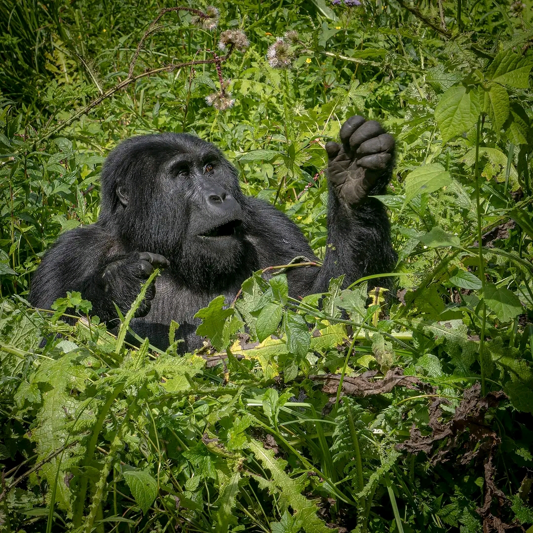 Susa gorilla family resting among bamboo vegetation in Rwanda mountain forest.