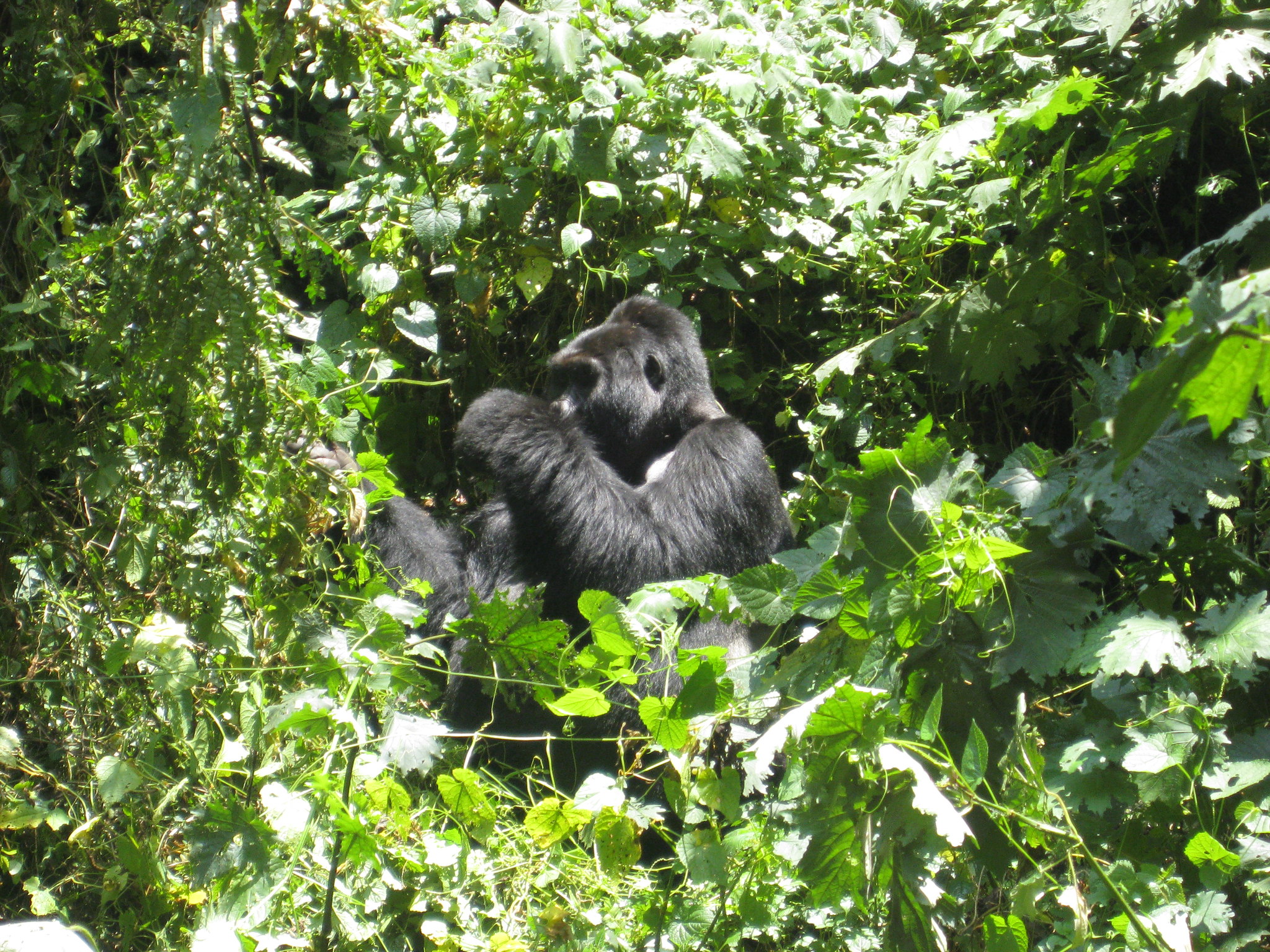 Mountain gorilla trekking through misty Bwindi rainforest during changing seasonal weather conditions.
