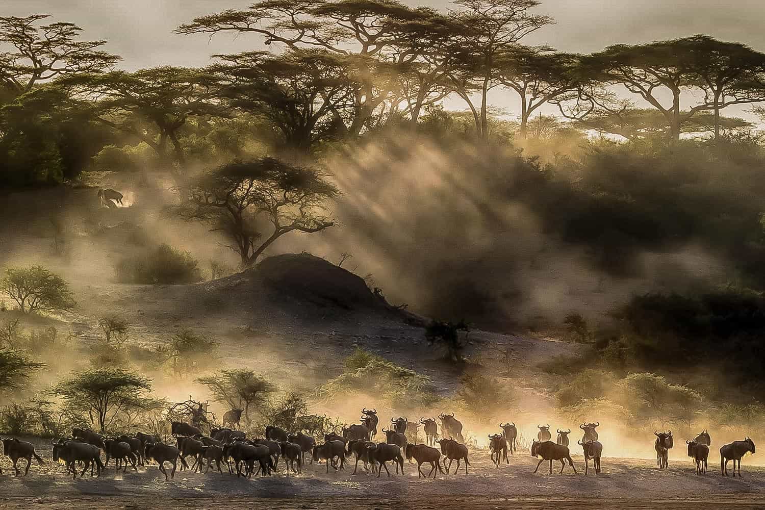 Wildebeest crossing Grumeti River surrounded by crocodiles during Serengeti migration season in Tanzania.