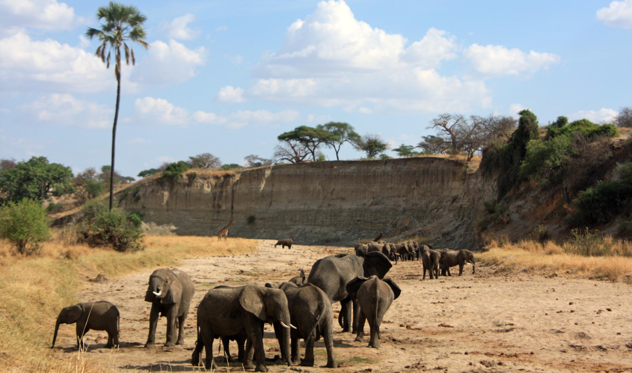 Large Tarangire elephant herd walking across open savanna during golden evening light peacefully together