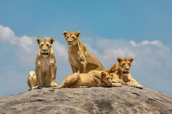 Lion resting atop ancient Serengeti kopjes overlooking vast golden savanna during sunrise light beautifully.