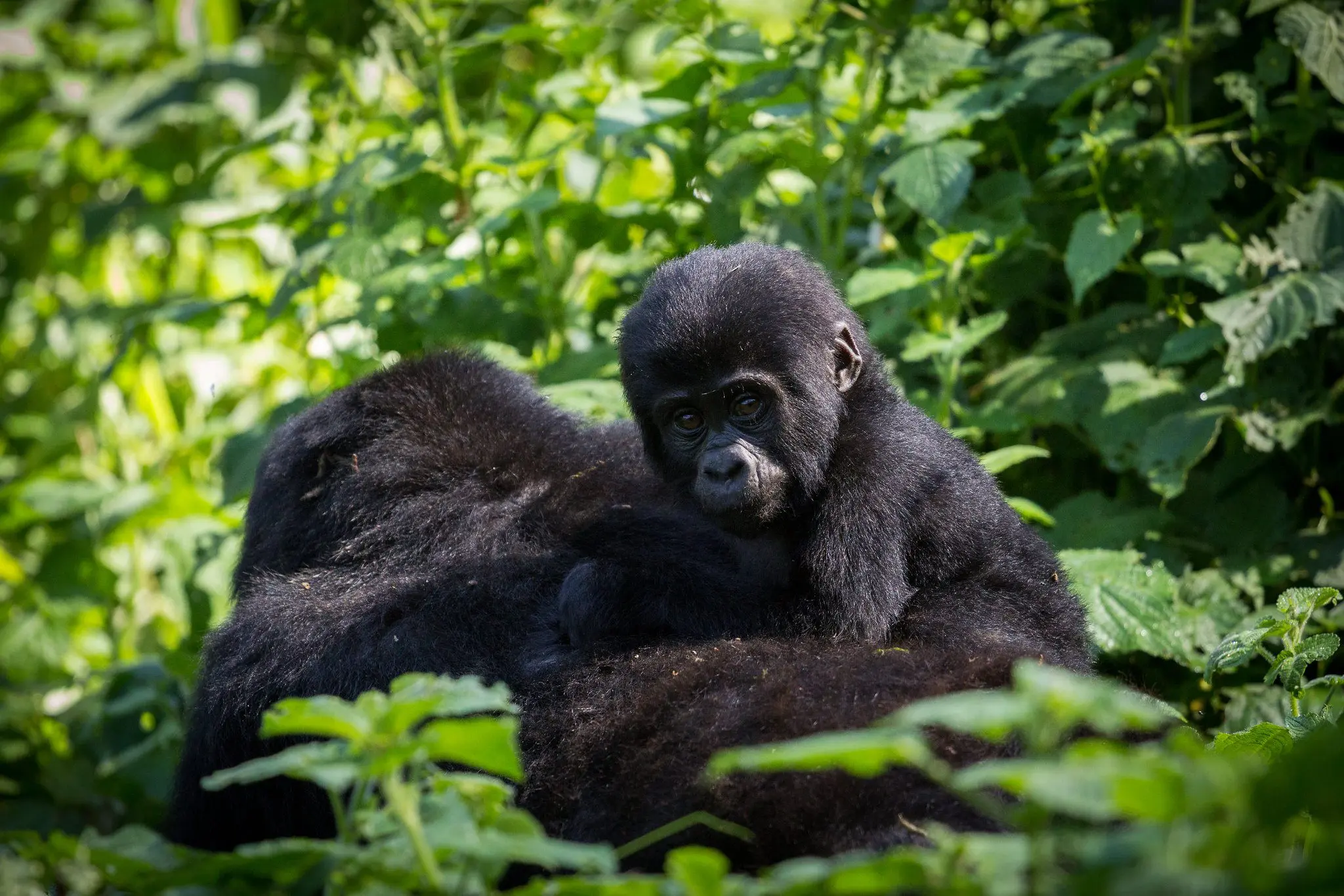 Visitor trekking mountain forest trail safely during gorilla adventure with guide.