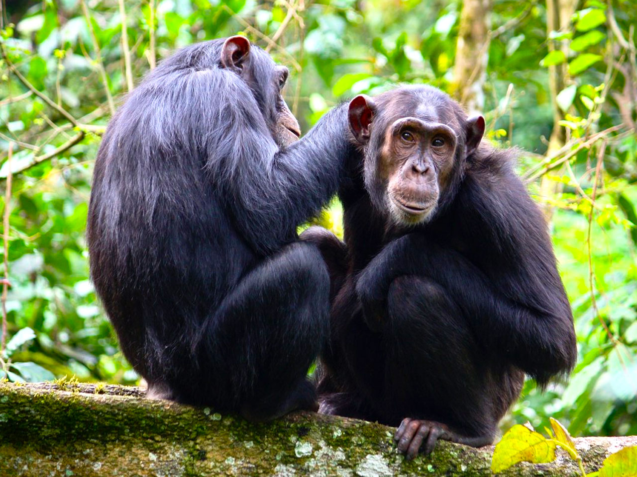 Tourists tracking mountain gorillas and chimpanzees through Uganda's rainforest habitats.