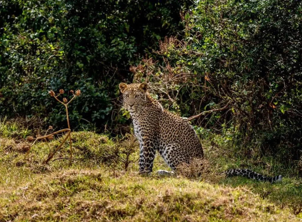 Black leopard resting in Aberdare National Park's misty Kenyan forest undergrowth.