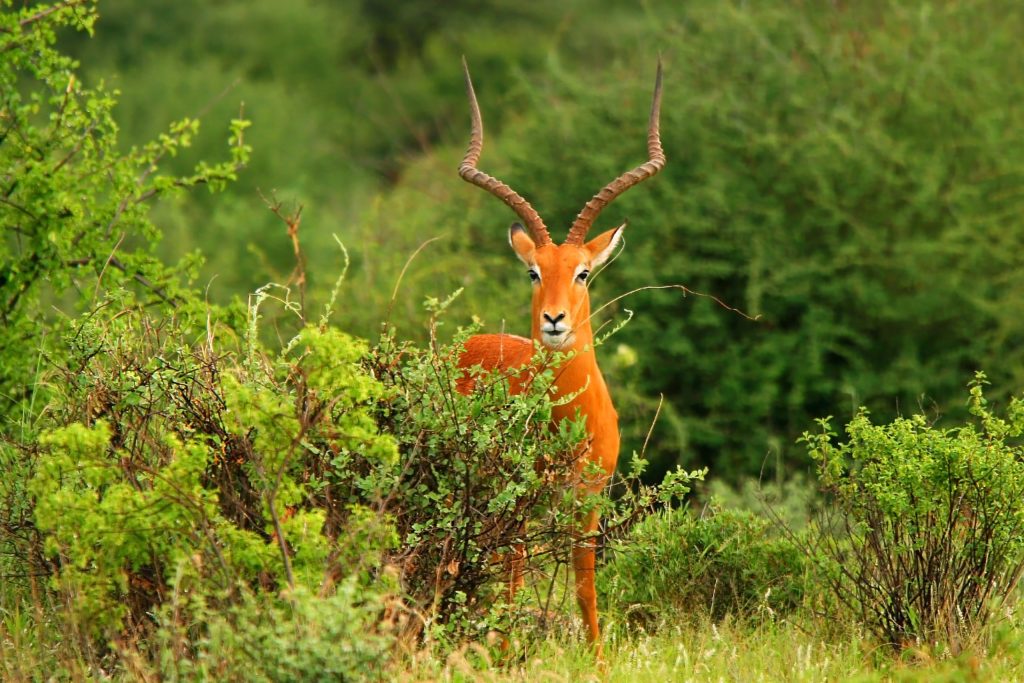 Arabuko Sokoke Forest: Kenya's Biodiversity Hotspot Near Malindi