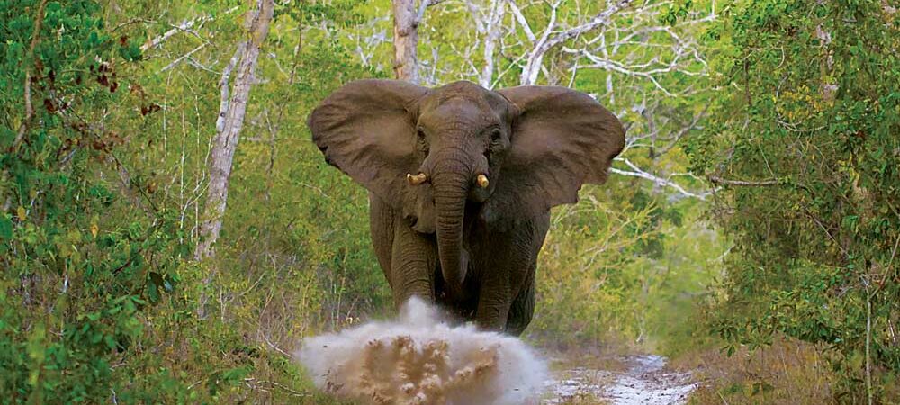 Elephant walking near Arabuko Sokoke Forest with Kenya's coastal trees and wildlife