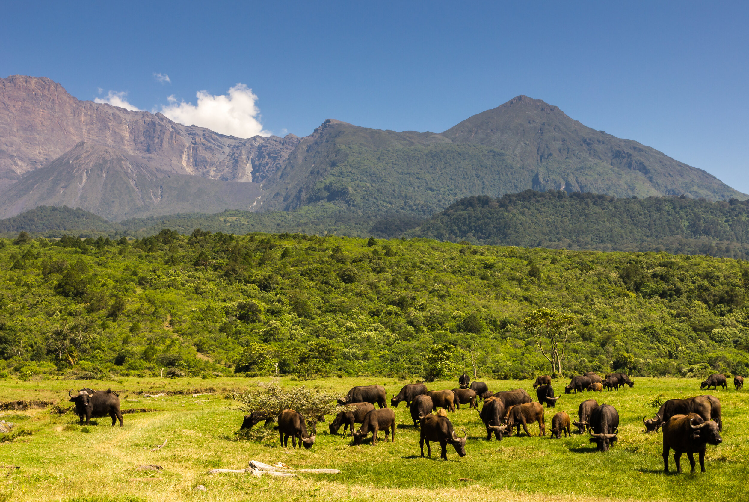 Arusha National Park landscape with baffalos grazing beneath towering Mount Meru on sunny morning