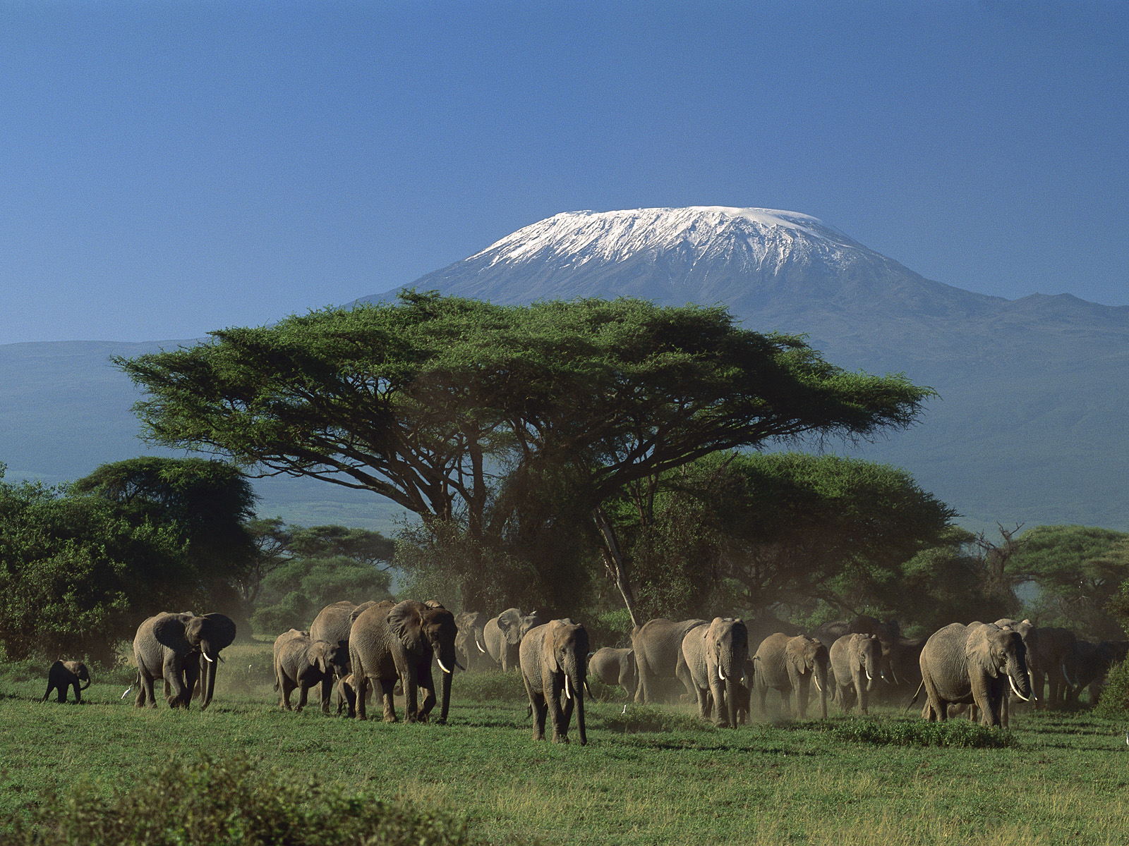 Walking safari exploring Arusha National Park forests with elephants and Mount Meru surrounding landscapes beautifully