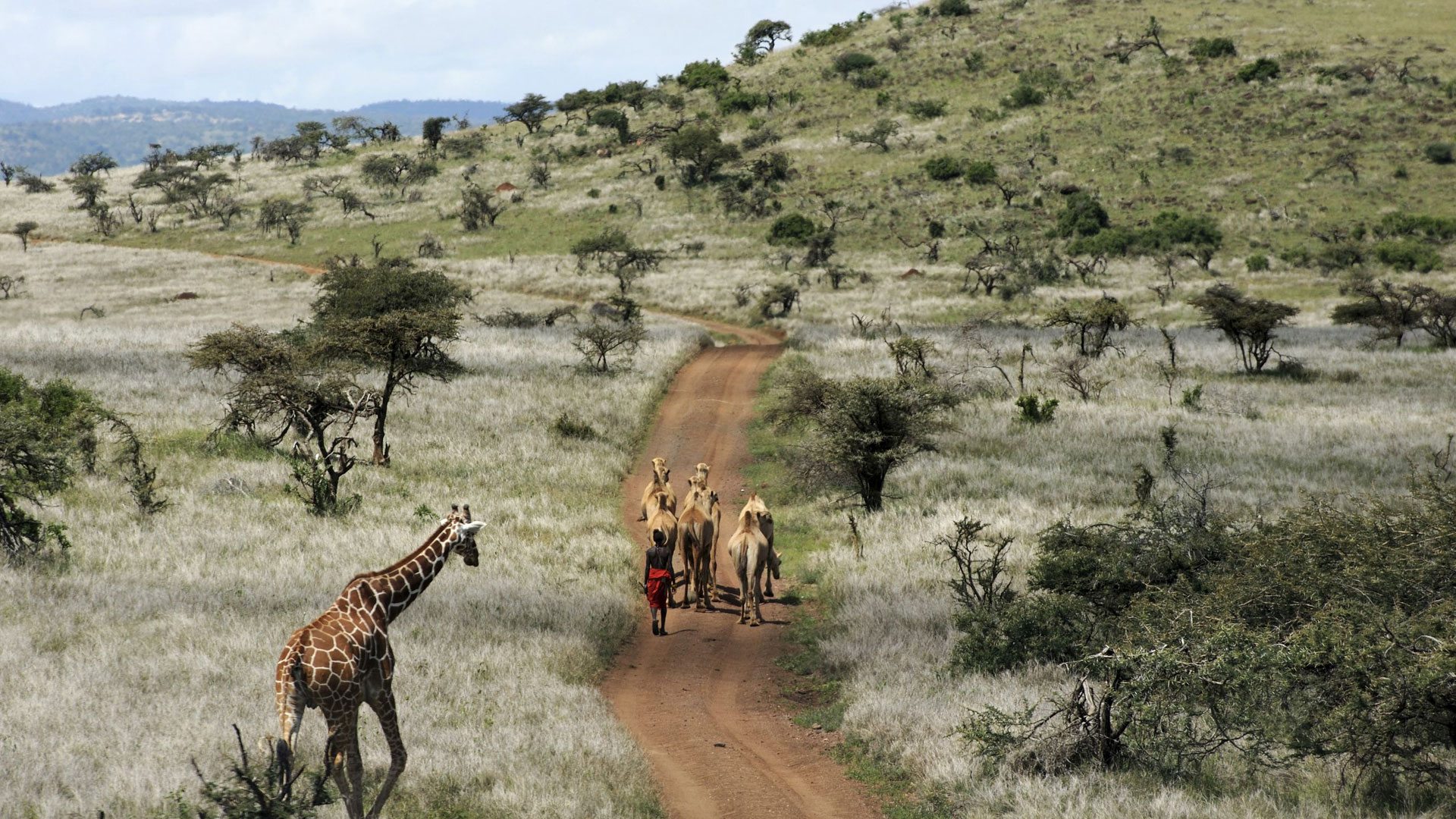 Camel walking beside graceful giraffes across Laikipia Plateau under bright morning skies peacefully.