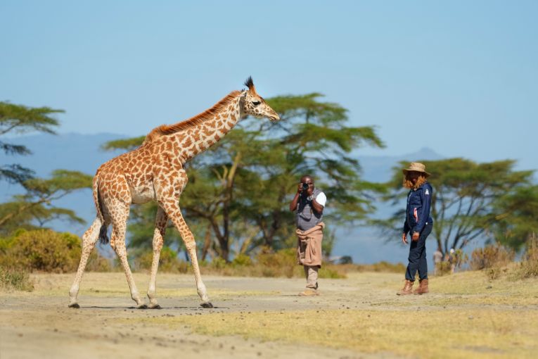 Tanzania wildlife and giraffes safari