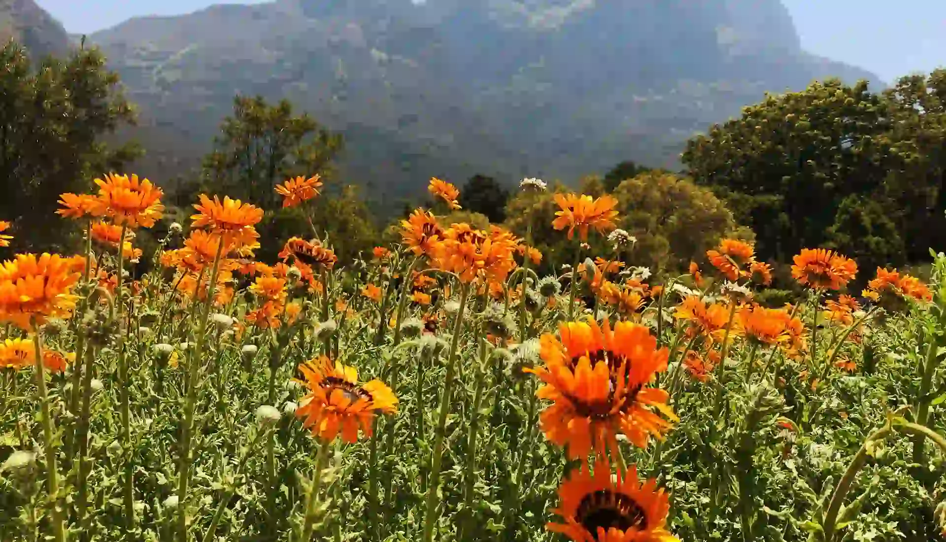 Vibrant wildflower meadows filled with blooming orchids across Tanzania’s scenic Kitulo Plateau landscape.