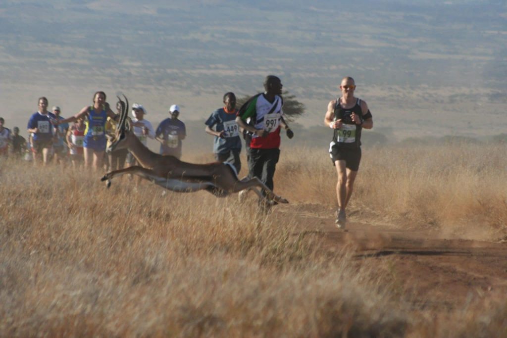 Runners crossing Lewa Wildlife Conservancy surrounded by zebras giraffes and breathtaking Kenyan savannah landscapes.
