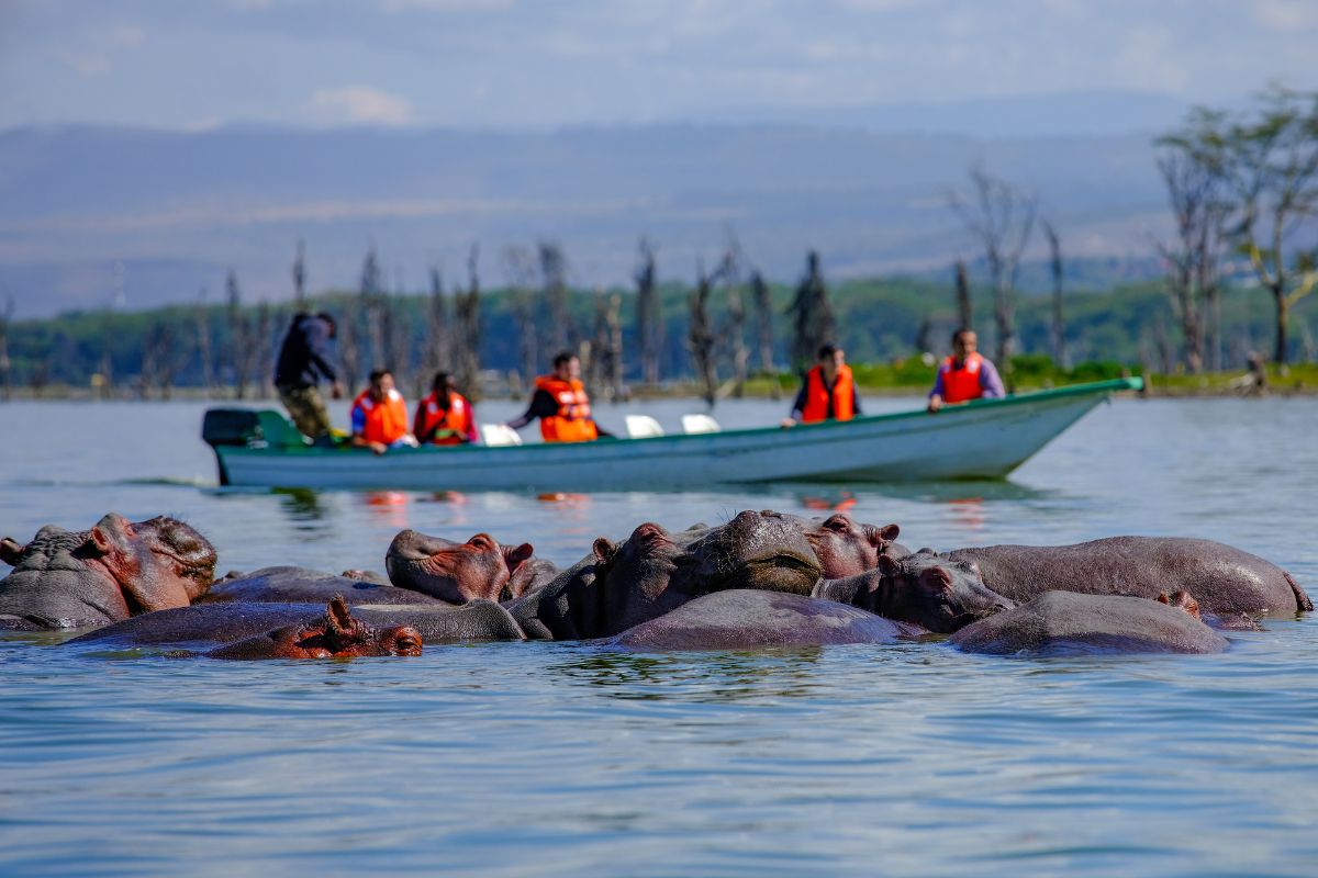 Tourist on the boat watching hippos in Lake Naivasha waters during safari.