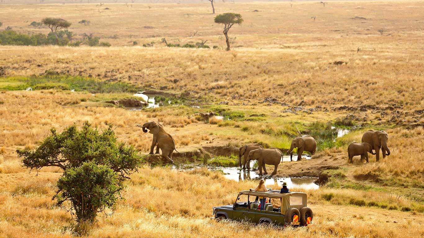 Elephants roaming peacefully through Lewa Wildlife Conservancy beneath clear skies and acacia woodlands together.
