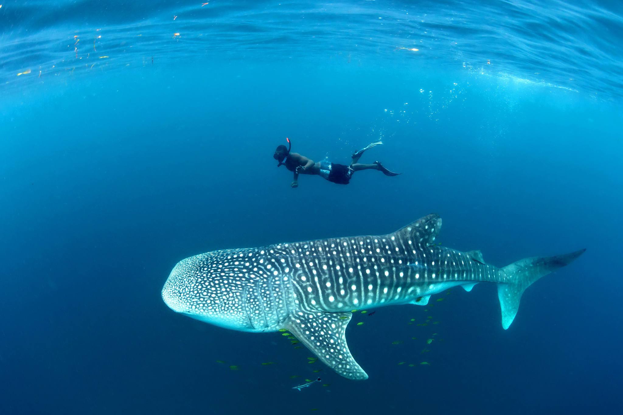 Whale shark diving adventure around Mafia Island Tanzania with vibrant marine life underwater