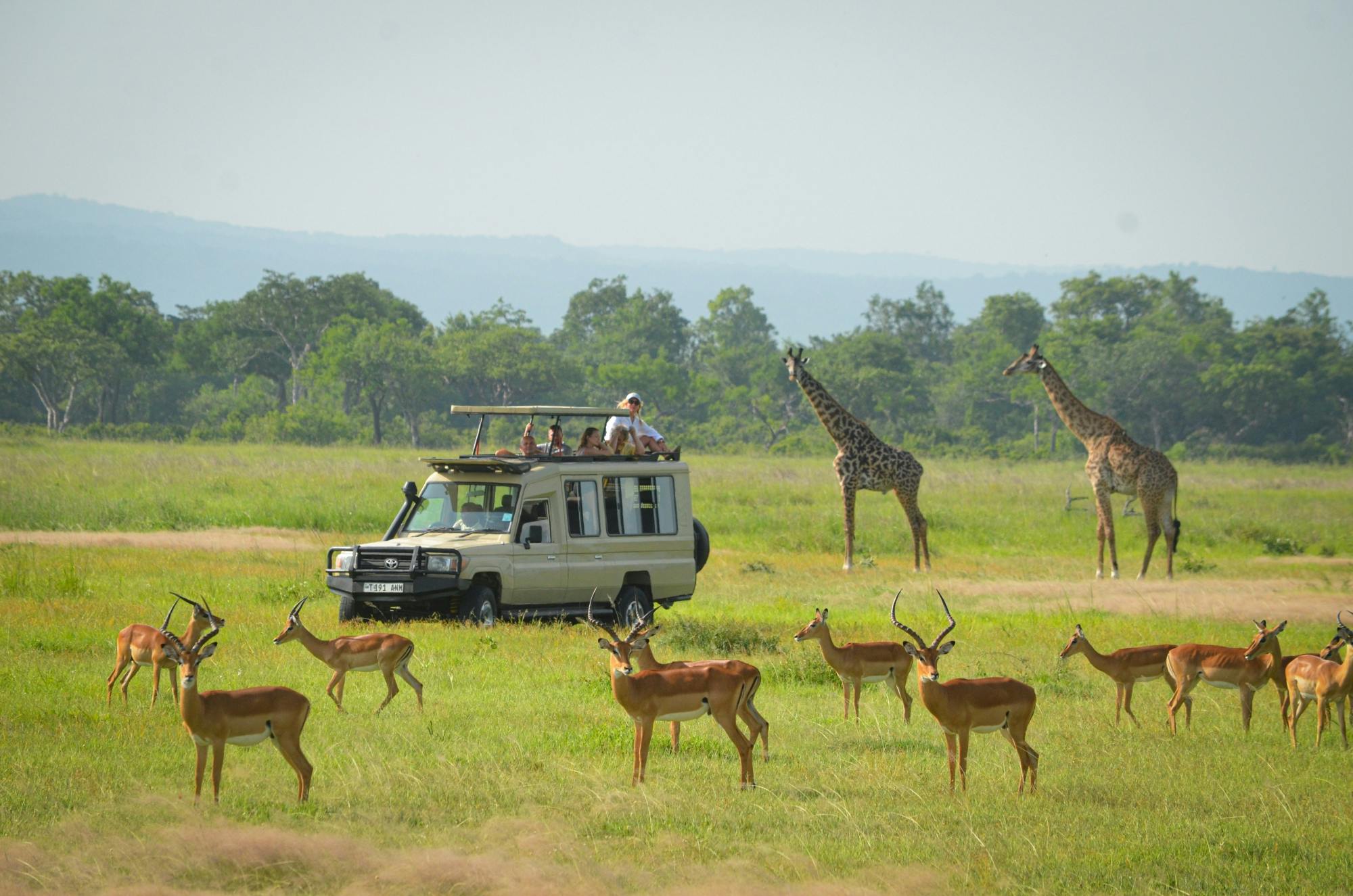 Safari vehicles observing giraffes and antelopes across Mikumi National Park grasslands during sunrise drive.