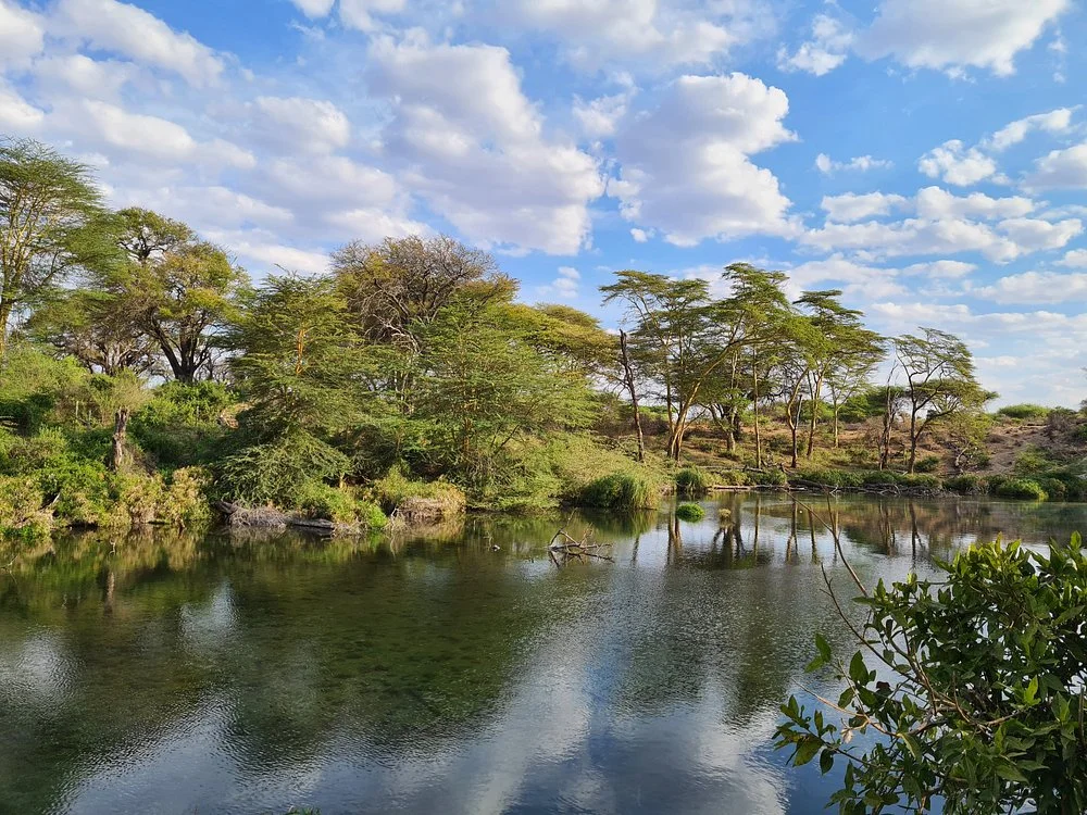 Hippos underwater swimming through clear Mzima Springs surrounded by fish in Tsavo West National Park.