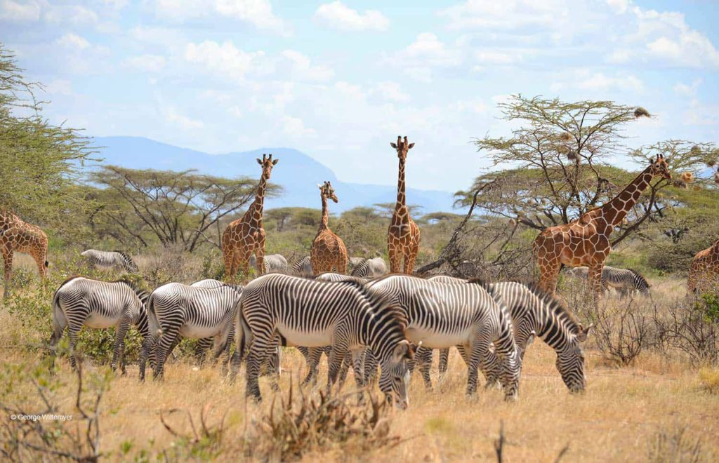 Samburu National Reserve: Why It's Kenya's Most Underrated Park