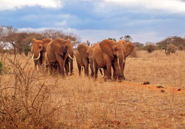 Fossilized ancient elephant remains uncovered in Sibiloi National Park's Turkana Basin sediment.