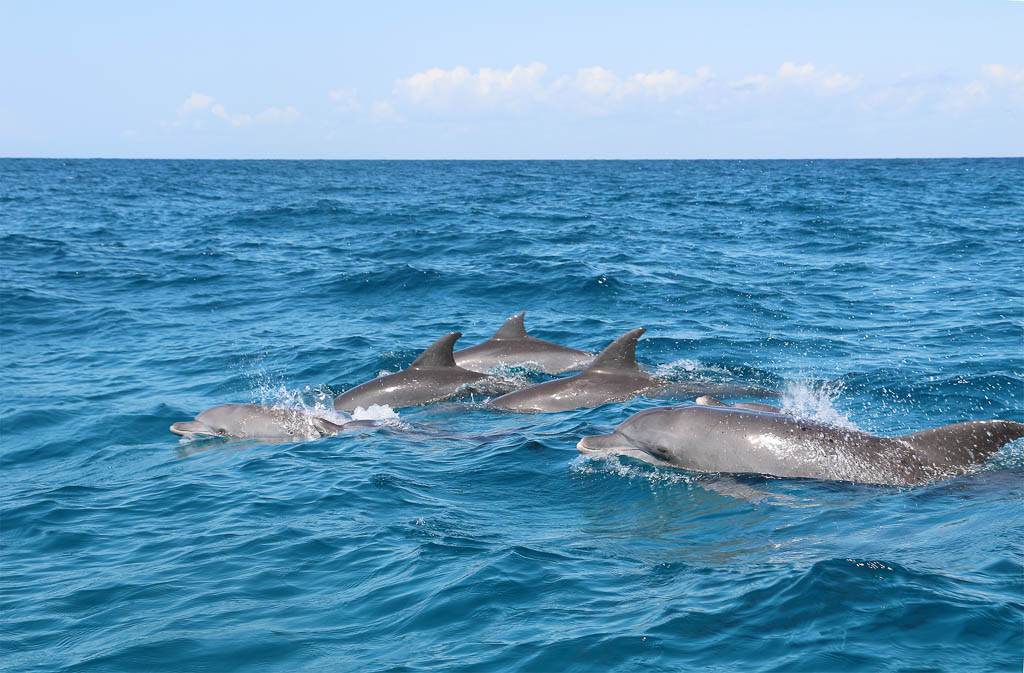 Crystal clear waters with wild dolphins swimming near Kizimkazi Beach during sunrise adventure experience.