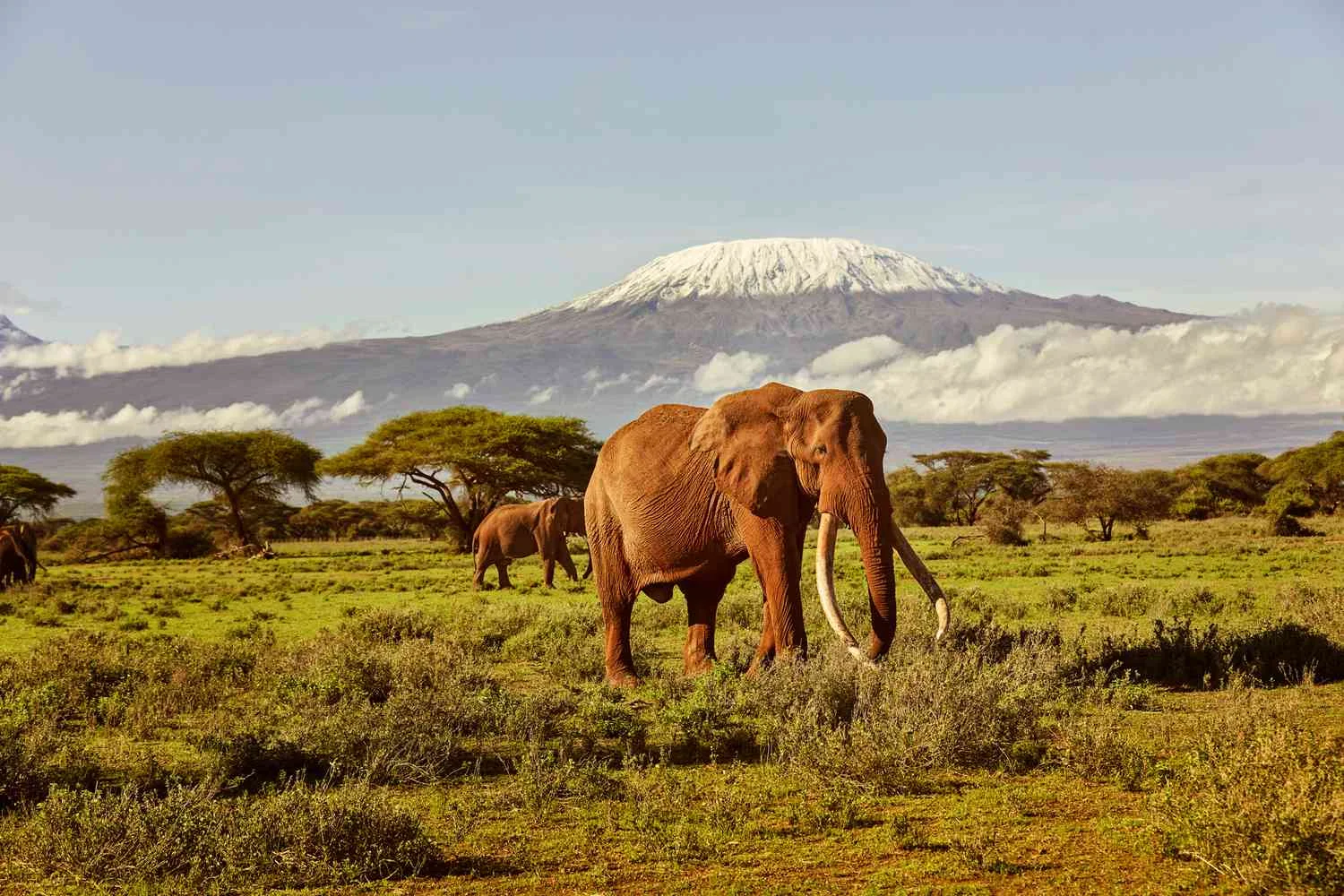 Golden morning light hits elephant herd crossing Amboseli swamp near Kilimanjaro.