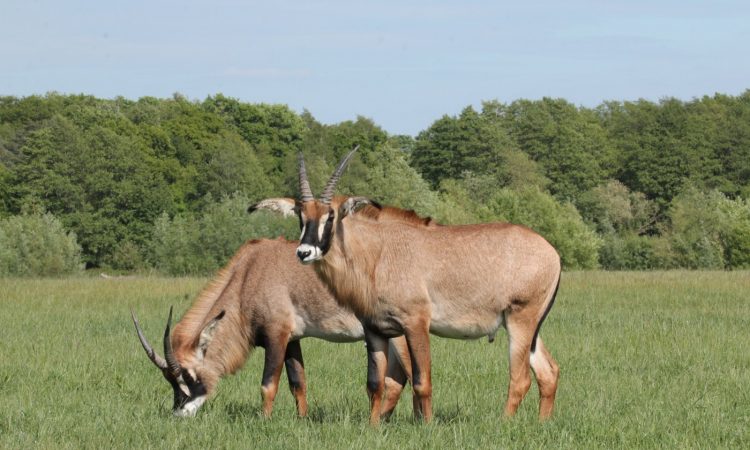 Wild roan antelope grazing on open grassland inside Ruma National Park, Kenya